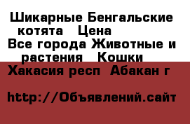 Шикарные Бенгальские котята › Цена ­ 25 000 - Все города Животные и растения » Кошки   . Хакасия респ.,Абакан г.